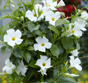 Dipladenia plants