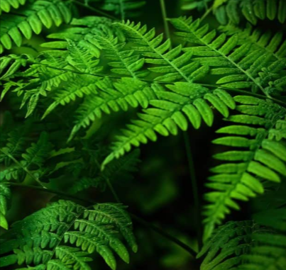 Ferns plants