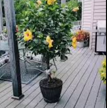 Hibiscus-braids plants