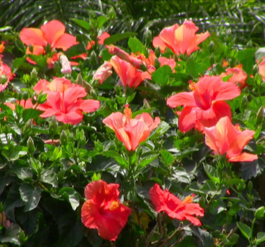 Hibiscus-bush plants