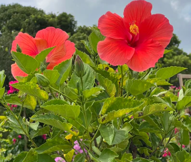 Hibiscus-standards plants