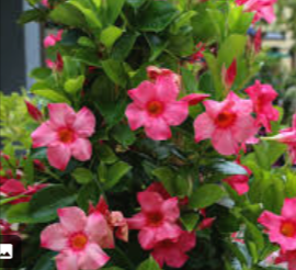 Mandevilla plants