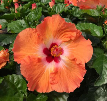 Tradewinds-hibiscus plants