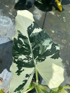 Plant Maintenance