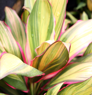 Other-plants plants