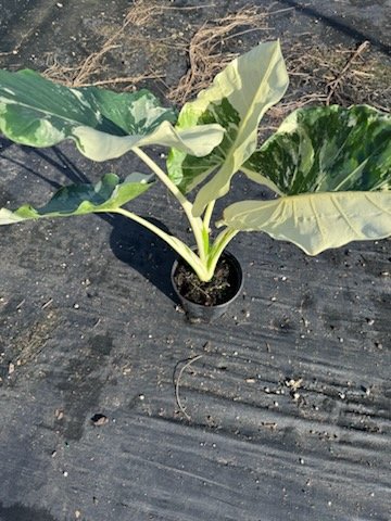 Appaloosa Gold™ Growth