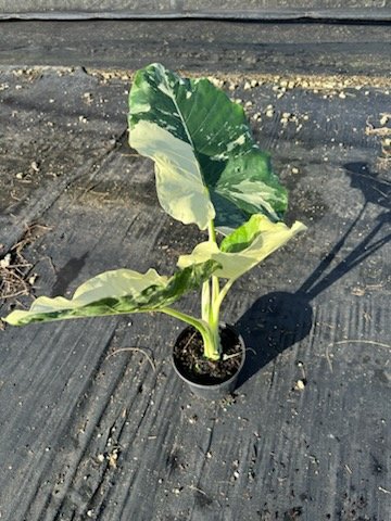 Appaloosa Gold™ Leaves