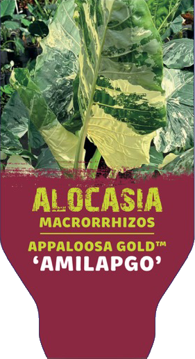 Appaloosa Gold™ Label