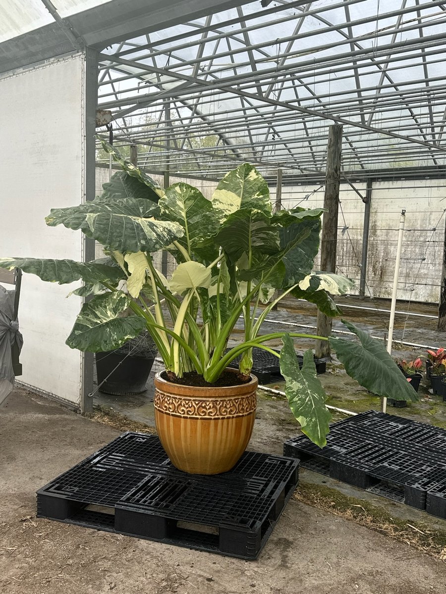 Appaloosa Gold™ Potted Plant