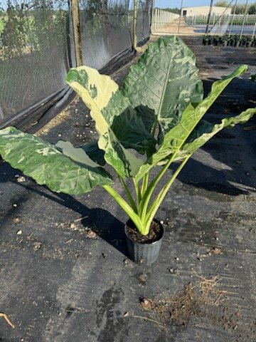 Young Appaloosa Gold™ Plant