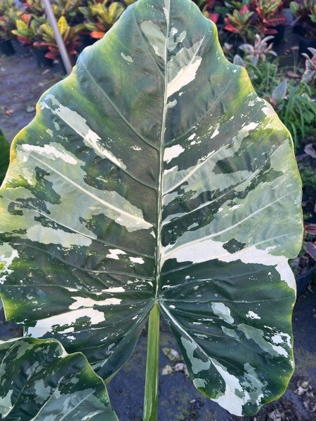 Mature Appaloosa Gold™ Plant